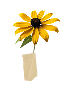 black_eyed_susan