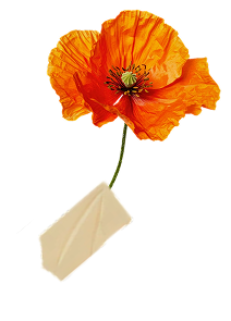 poppy